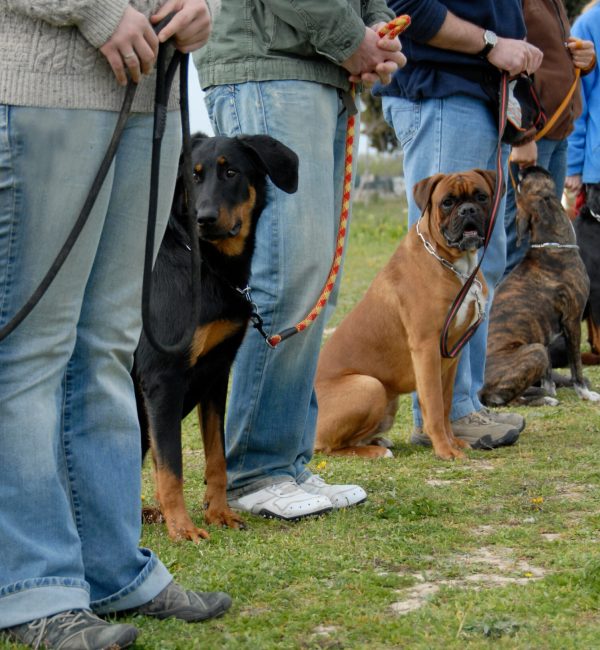 Dressage canin à condat sur vienne